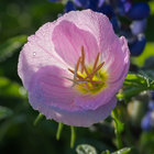 Primrose thumbnail