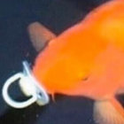 hannie-duck thumbnail