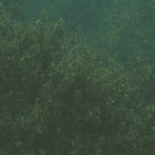 cneuries thumbnail