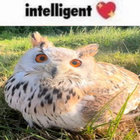 echolessowl thumbnail