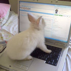 buny_ thumbnail
