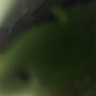 zi thumbnail