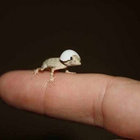 A thumbnail