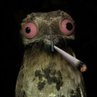 old man emu thumbnail