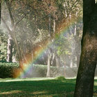 s_forest thumbnail