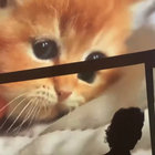 kindeyes thumbnail