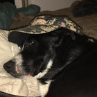 dipstrip thumbnail