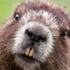jamaispeljambes thumbnail