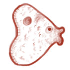 noms thumbnail
