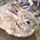 drbunny thumbnail