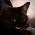 darkleopard_ thumbnail