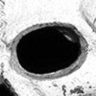 lolopepe thumbnail