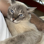 cha-k-chan thumbnail