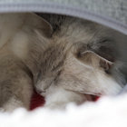 lunacookies thumbnail