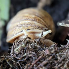 flohsen thumbnail