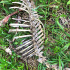 o_for_opossum thumbnail
