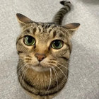 tabby cat thumbnail
