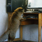 lk77_typea thumbnail