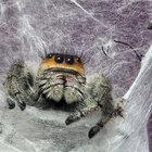 marthnire thumbnail