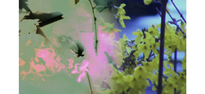 Welcome Strawberry — Photo