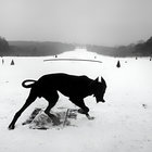 Jacques Desvignes thumbnail
