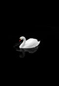 Morat photo