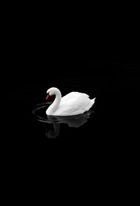 Morat — Photo
