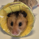 masagma thumbnail