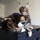 Moxie thumbnail