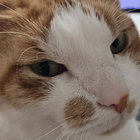 cidge_99 thumbnail