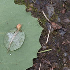 grulmlurg thumbnail