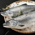 salmon_sdx thumbnail