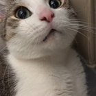Spike the cat  thumbnail