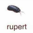 rupert thumbnail