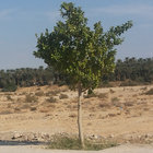 Lamine thumbnail