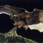 kurtpearsall thumbnail
