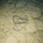 willem1706 thumbnail