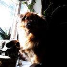 VandenvosReynaerde thumbnail
