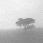 tree thumbnail