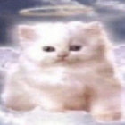 peachpai thumbnail