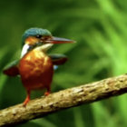 downfordis thumbnail