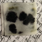 Noipinus thumbnail
