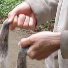 Ripple O o o thumbnail