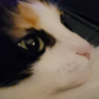 _. thumbnail
