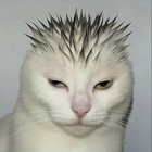 cashmerekitty thumbnail
