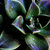 patternsoflife thumbnail