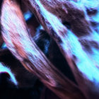 teeny.linguini thumbnail