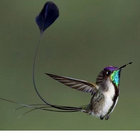 hummingbirdspark thumbnail