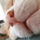 buttercup_m thumbnail