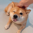 SuShibe thumbnail
